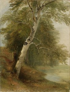 Estudo da natureza: uma árvore de vidoeiro, 1860